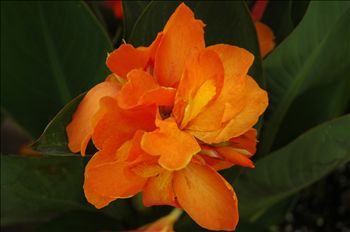 Canna Carnival